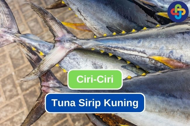 Ciri-Ciri Fisik Tuna Sirip Kuning yang Mengesankan